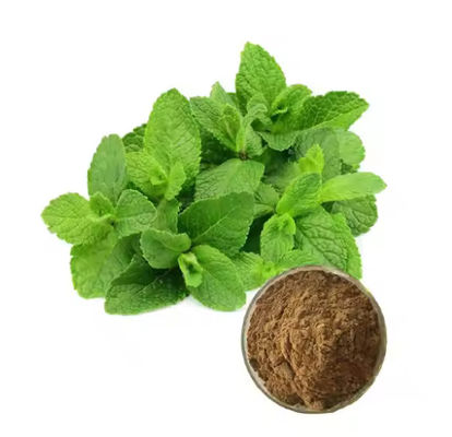 Arzneimittel Bestandteil Pfefferminz Pflanze Mentha Extrakt Natürlicher Geschmack CAS NO 90063-97-1
