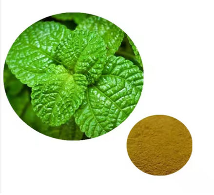 Arzneimittel Bestandteil Pfefferminz Pflanze Mentha Extrakt Natürlicher Geschmack CAS NO 90063-97-1