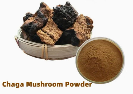 Natürliche 10% bis 50% Polysaccharide Chaga-Extrakt Pulver-Extrakt CAS 84650-60-9