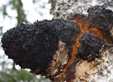 Natürliche 10% bis 50% Polysaccharide Chaga-Extrakt Pulver-Extrakt CAS 84650-60-9