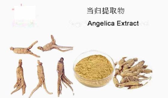 Chinesische Medizin Extrakt Rohstoff Angelica Extrakt CAS NO 84775-41-7 Gesundheit