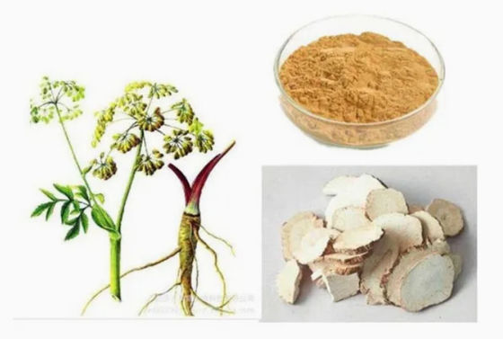Chinesische Medizin Extrakt Rohstoff Angelica Extrakt CAS NO 84775-41-7 Gesundheit