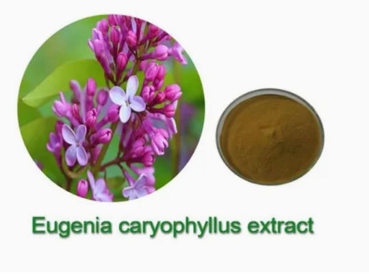 Eugenia Caryophyllus Extrakt CAS NO 84961-50-2 Ernährungsgesundheitsprodukte
