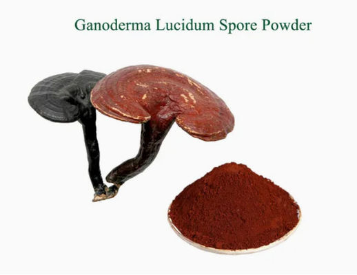 Kräuterheilkunde Ganoderma Lucidum Spore Pulver CAS NO 223751-82-4 Natürliche organische