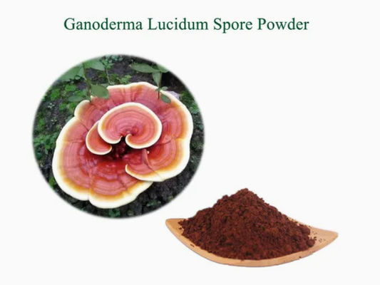 Kräuterheilkunde Ganoderma Lucidum Spore Pulver CAS NO 223751-82-4 Natürliche organische