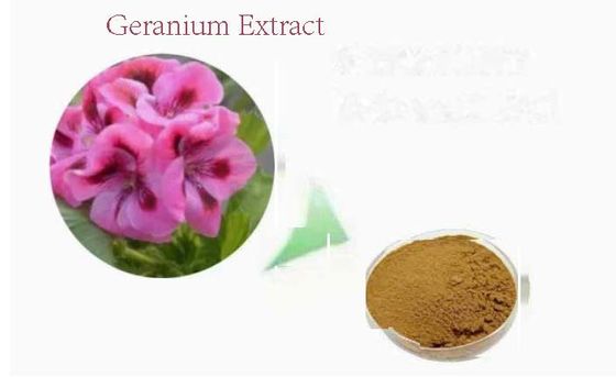 Bio-Lebensmittel-Geranium-Extraktpulver CAS NO 8000-46-2 Pelargonium Hortorum