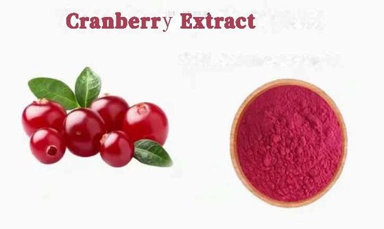 Frische natürliche Pure Cranberry Extrakte CAS NO 84929-27-1 Pulver 25% Anthocyanidin