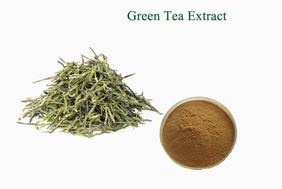 Pflanzliche natürliche Ernährungsmittel Grade Grüntee Extrakt Cas Nr. 989-51-5 Camellia Sinensis o.ktze
