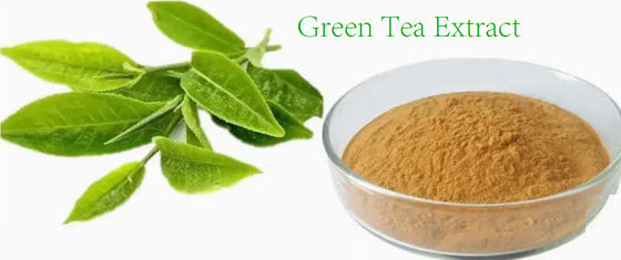 Pflanzliche natürliche Ernährungsmittel Grade Grüntee Extrakt Cas Nr. 989-51-5 Camellia Sinensis o.ktze