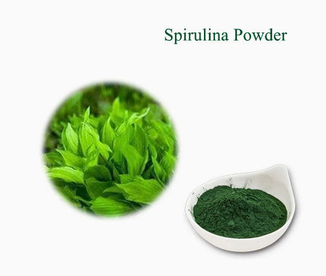 Pflanzenextrakte Nahrungsergänzungsmittel Spirulina CAS NO 724424-92-4 Grüne Algenpulver