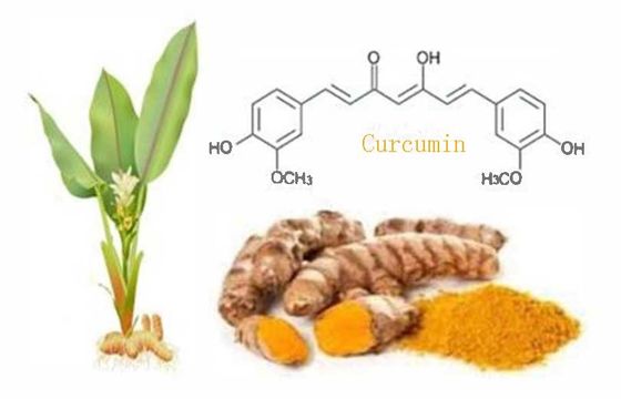 Biologisch zertifiziertes natürliches Curcuminpulver CAS NO 458-37-7 Pflanzenkurkuma-Wurzelextrakt