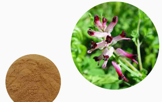 100% natürliches Fumaria-Extrakt CAS NO 10097-84-4 10% Tannine Fumaria officinalis-Extrakt