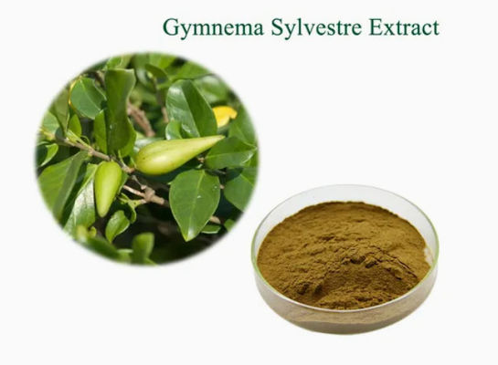Pflanzenextrakt Gymnema Sylvestre Extrakt CAS NO 90045-47-9 Wurzel- oder Kräuterextrakt in Pulverform