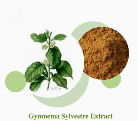 Pflanzenextrakt Gymnema Sylvestre Extrakt CAS NO 90045-47-9 Wurzel- oder Kräuterextrakt in Pulverform