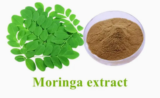Natürlicher Pflanzen-Moringa-Extrakt 10/1 CAS NO 93165-54-9 Moringa Oleifera Pulver